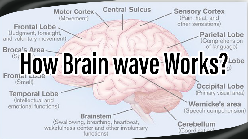 You are currently viewing How Brain wave Works?