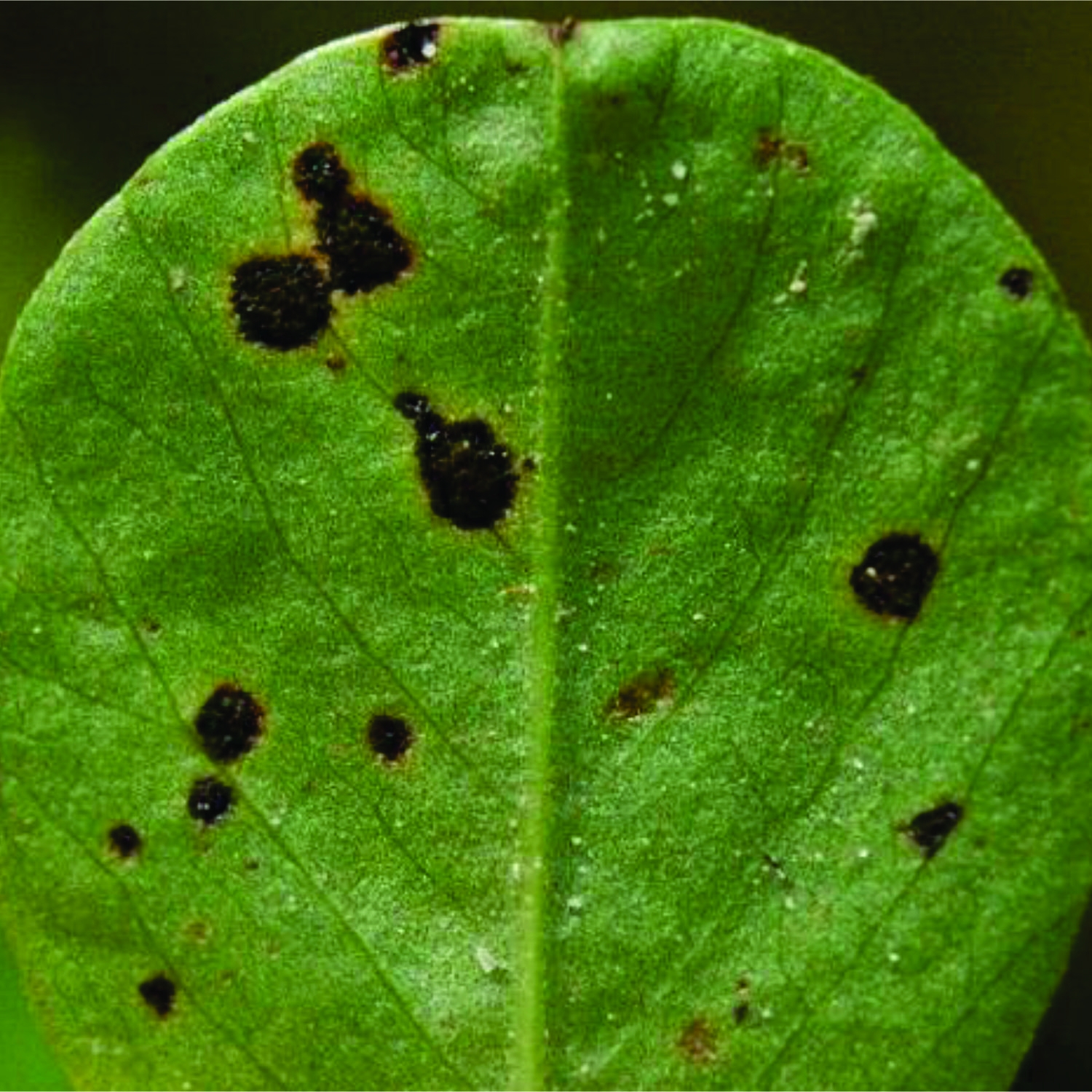 Leaf Disease Classification using OpenCV, Python